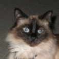 Avatar of Tamara