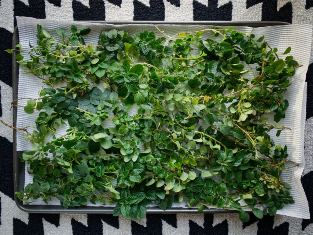 Fresh oregano branches sitting atop a baking tray lined with paper towel