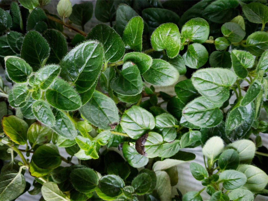 Close up of a branch of fresh oregano leaves